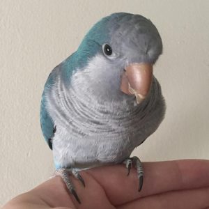 Blue quaker parrot for sale