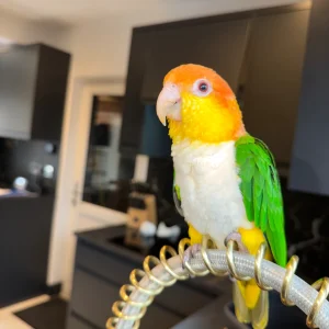 Caique parrot for sale
