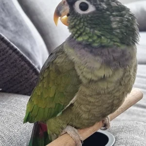 Pionus parrot for sale