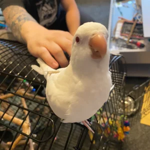 Quaker parrot for sale