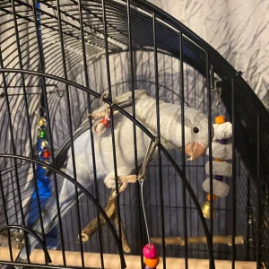 Monk parakeet for sale