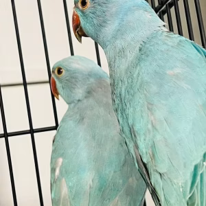 Indian ringneck parrot for sale