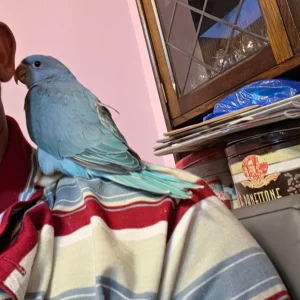Blue Indian ringneck parrot for sale