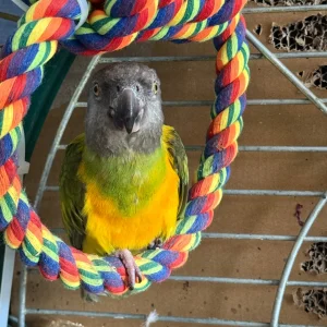 Senegal parrot for sale